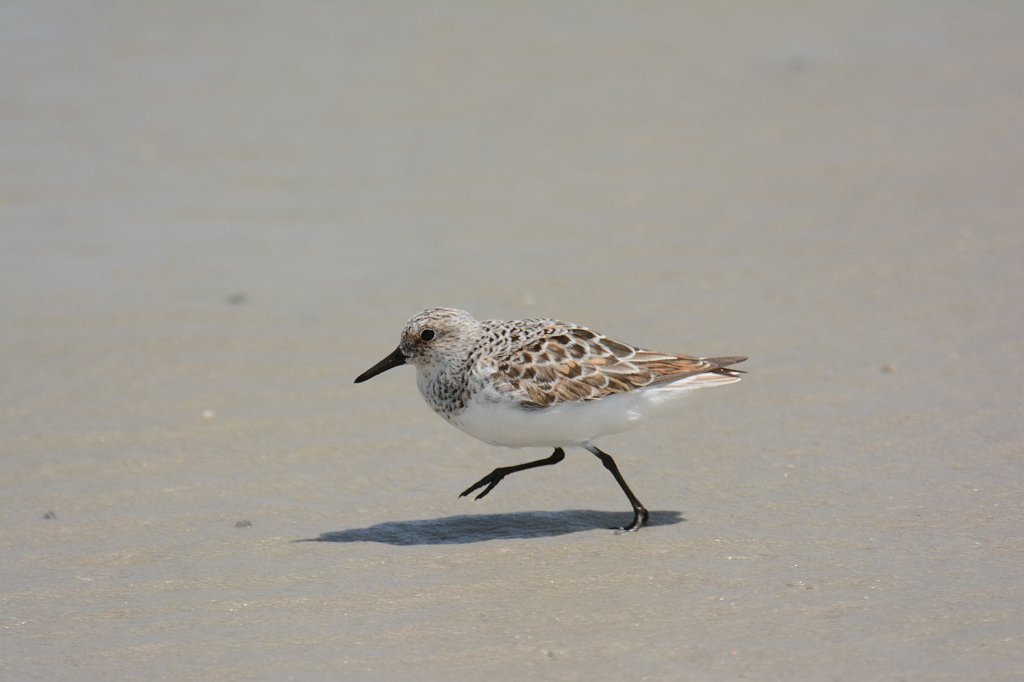 Sandpiper, Saanderling, 2014-05101599 Cedar Island Ferry Terminal, NC.JPG - Sanderling. Cedar Island Ferry Terminal, NC, 5-10-2014